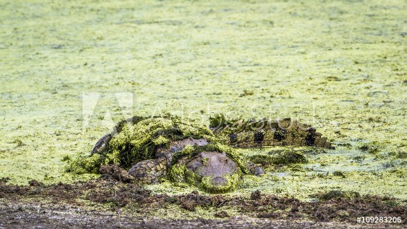 Picture of Nile crocodile in Kruger National park South Africa